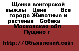 Щенки венгерской выжлы › Цена ­ 1 - Все города Животные и растения » Собаки   . Московская обл.,Пущино г.